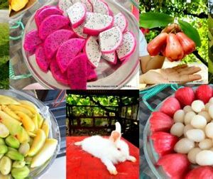 Desaru Fruit Farm & Crocodile Farm (Day Trip)